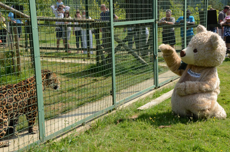 12x8 Baxterbear at the Jags