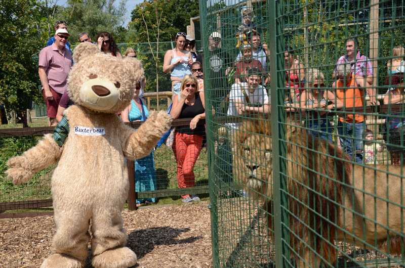 12x8 Baxterbear at the Lions