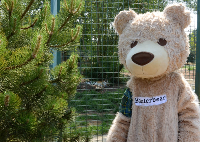 12x8 Baxterbear at the tigers (1)