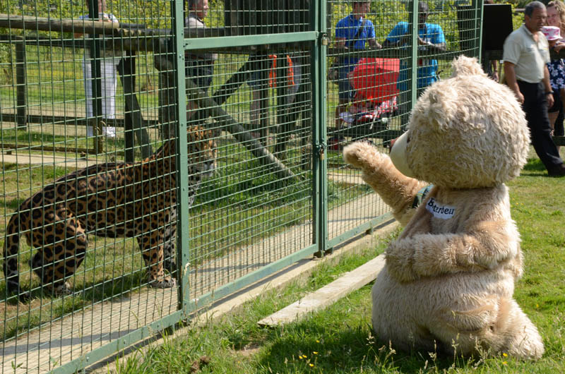 12x8 Baxterbear with the Jags 2