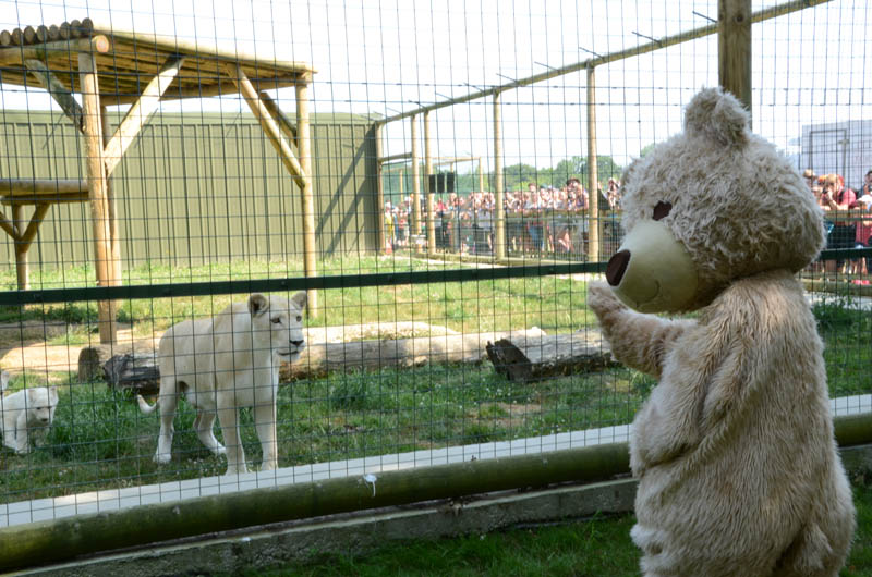 12x8 Baxterbear with the Whites